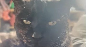 charlotte pet sitter à STE SIGOLENE 43600