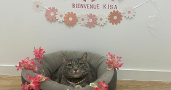 khadydia cat sitter à BOULOGNE BILLANCOURT 92100_9