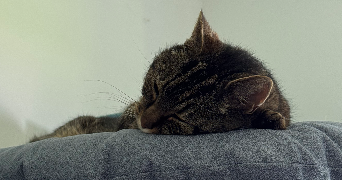 enora pet sitter à ST URBAIN 29800_4