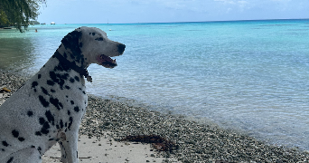 oceane pet sitter à VALENCE EN POITOU 86700_1