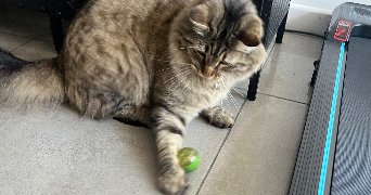 camille pet sitter à VILLENAVE D ORNON 33140_2