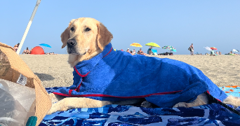 romane pet sitter à LA CAPELLE 02260_2