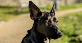 frank pet sitter à BOUCHEMAINE 49080_1