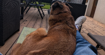 tristan pet sitter à ROUEN 76000_3