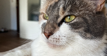 alice pet sitter à Hauts de Bienne 39400_3