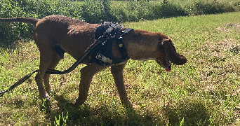 mathilde pet sitter à NANCY 54000_8