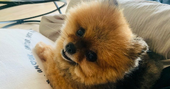 jimmy pet sitter à BREUILLET 91650_2