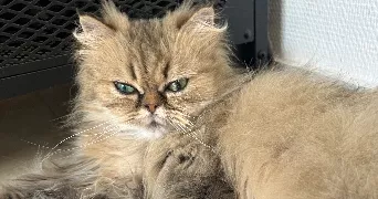 lily pet sitter à NOZAY 44170