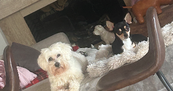 fanny pet sitter à ORGEVAL 78630_8