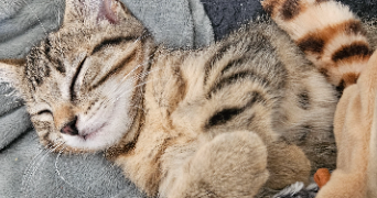 caroline pet sitter à CRAPONNE 69290_0