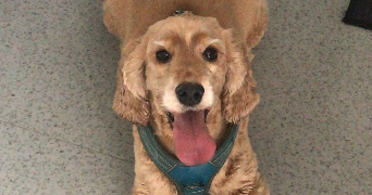 séverine pet sitter à VILLEJUIF 94800_1