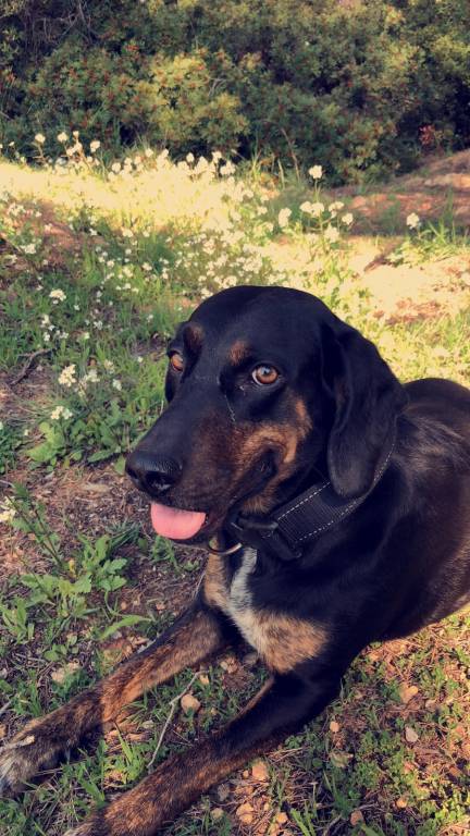 corinne pet sitter à Bormes-les-Mimosas 83230_2