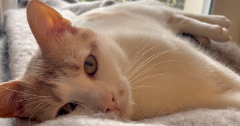 mathilde pet sitter à MAISONS ALFORT 94700_0