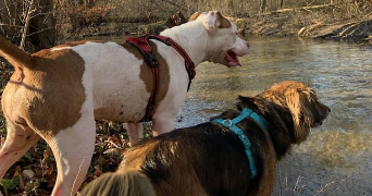 marie pet sitter à CORMEILLES EN PARISIS 95240_5