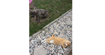 noé pet sitter à MONTREUIL JUIGNE 49460_3