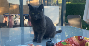 lola pet sitter à AUNEUIL 60390_2