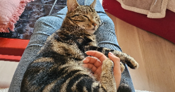 pauline pet sitter à LOUVIERS 27400_2