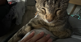 souxsie  pet sitter à CHAMBERY 73000_1