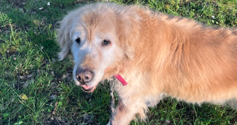 agathe pet sitter à MAISONS LAFFITTE 78600_3