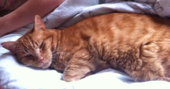 emma pet sitter à RENNES 35700_5