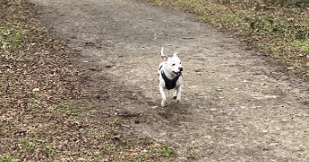 enzo pet sitter à PIERREFITTE SUR SEINE 93380_11
