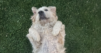 adele pet sitter à PARIS 06 75006_2