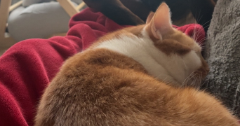 sarah pet sitter à ST JEOIRE 74490_4