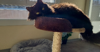 sylvie cat sitter à PERPIGNAN 66100_1