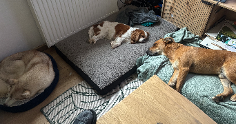 charlyne pet sitter à MONTVILLE 76710_8