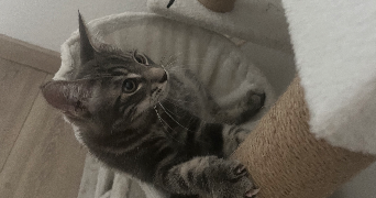 océane pet sitter à TOULOUSE 31400_8