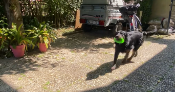 lydie pet sitter à ILLKIRCH GRAFFENSTADEN 67400_4