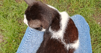 mathilde pet sitter à MARLENHEIM 67520_3