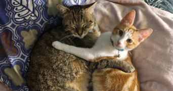 sylvie cat sitter à VILLEURBANNE 69100_2