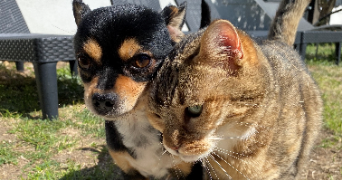 marie caroline pet sitter à DIJON 21000_2