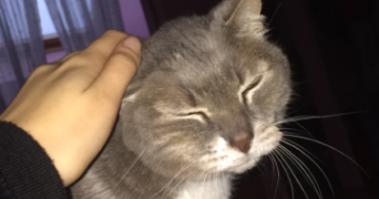 romane pet sitter à CHAVILLE 92370_3