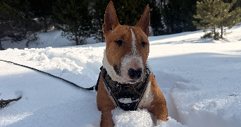 marie pet sitter à CONQUES SUR ORBIEL 11600_1