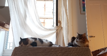 solène pet sitter à LYON 02 69002_6