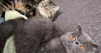 isabelle pet sitter à MERIGNAC 33700_3