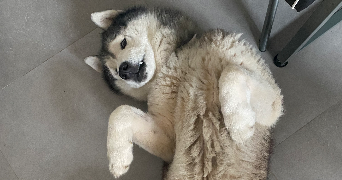 camille pet sitter à NICE 06000_9