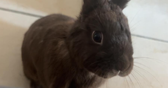 alexane pet sitter à THONON LES BAINS 74200_3