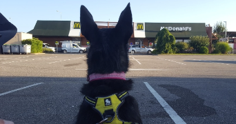 claire pet sitter à LAUTERBOURG 67630_4