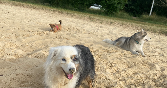 jérémy pet sitter à SANGUINET 40460_3