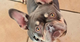 isabelle pet sitter à AIGUILLON 47190_7