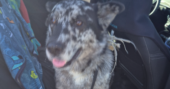 melanie pet sitter à BEZAC 09100_8