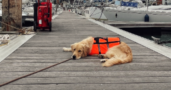 caroline pet sitter à LA ROCHELLE 17000_3
