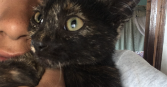miangaly pet sitter à MELUN 77000_2