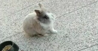 nawar pet sitter à TOULOUSE 31400_1