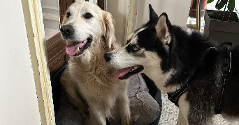 chloe pet sitter à Lamotte Du Rhone 84840_4