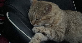 celine pet sitter à LE LUC 83340_4
