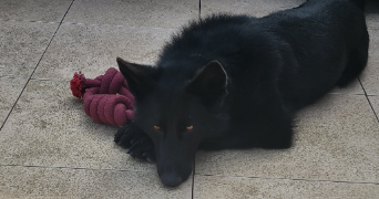 sandra pet sitter à AUBORD 30620_8